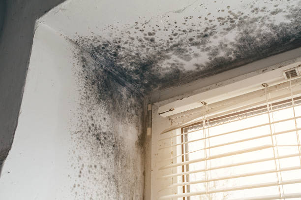 Affordable Mold Removal solutions in Alpine, NJ